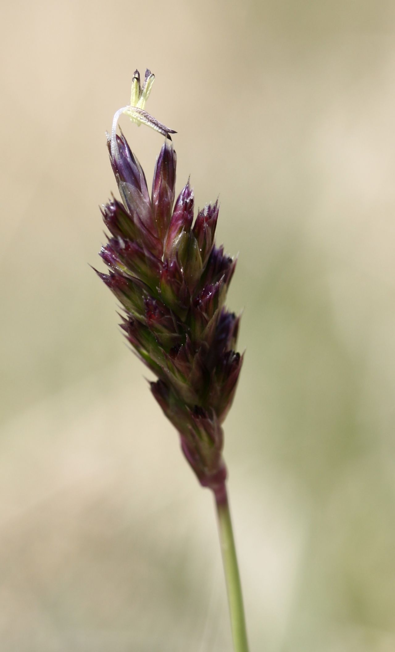 Sesleria caerulea