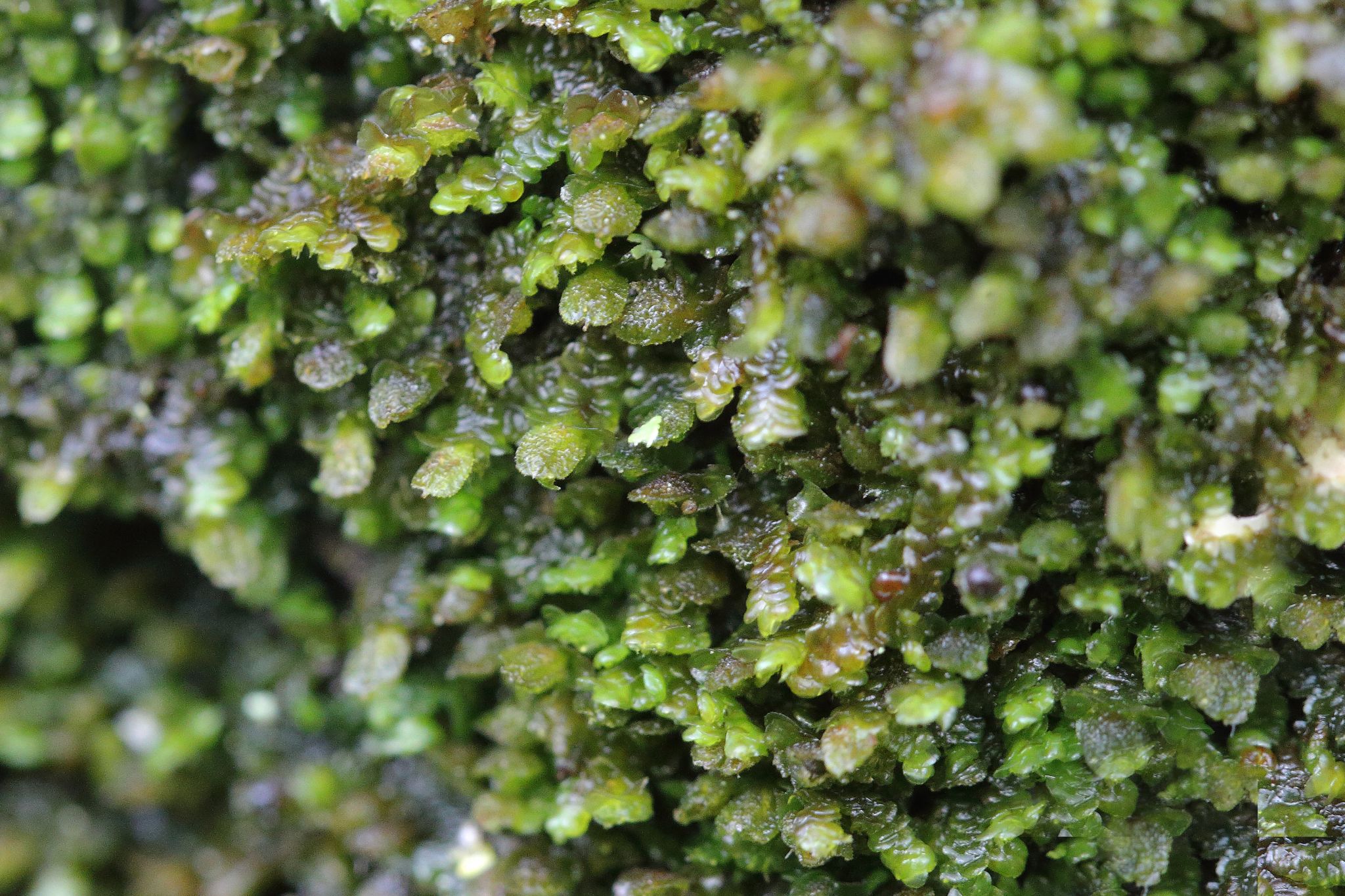 Frullania dilatata
