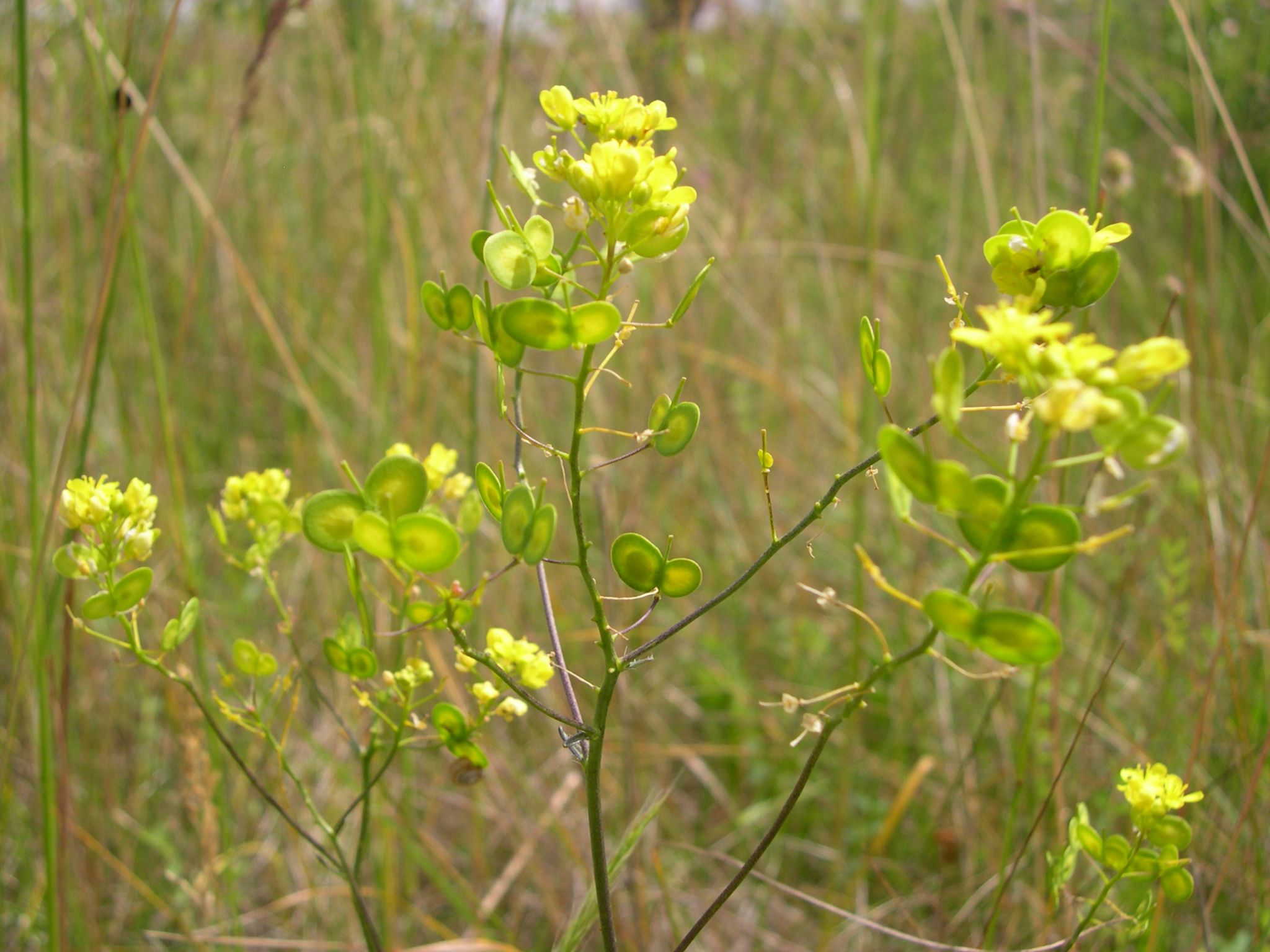 Restauration de la Biscutelle de Tournedos