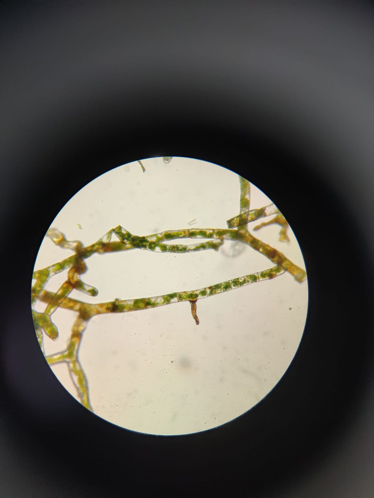 Trichomanes speciosum