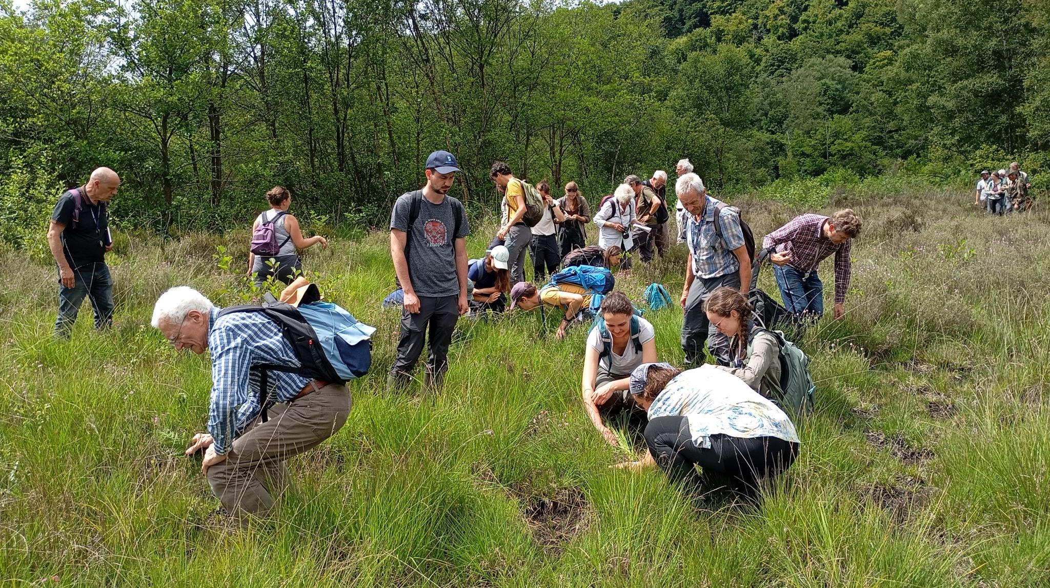 Sortie botanique en Seine-Maritime