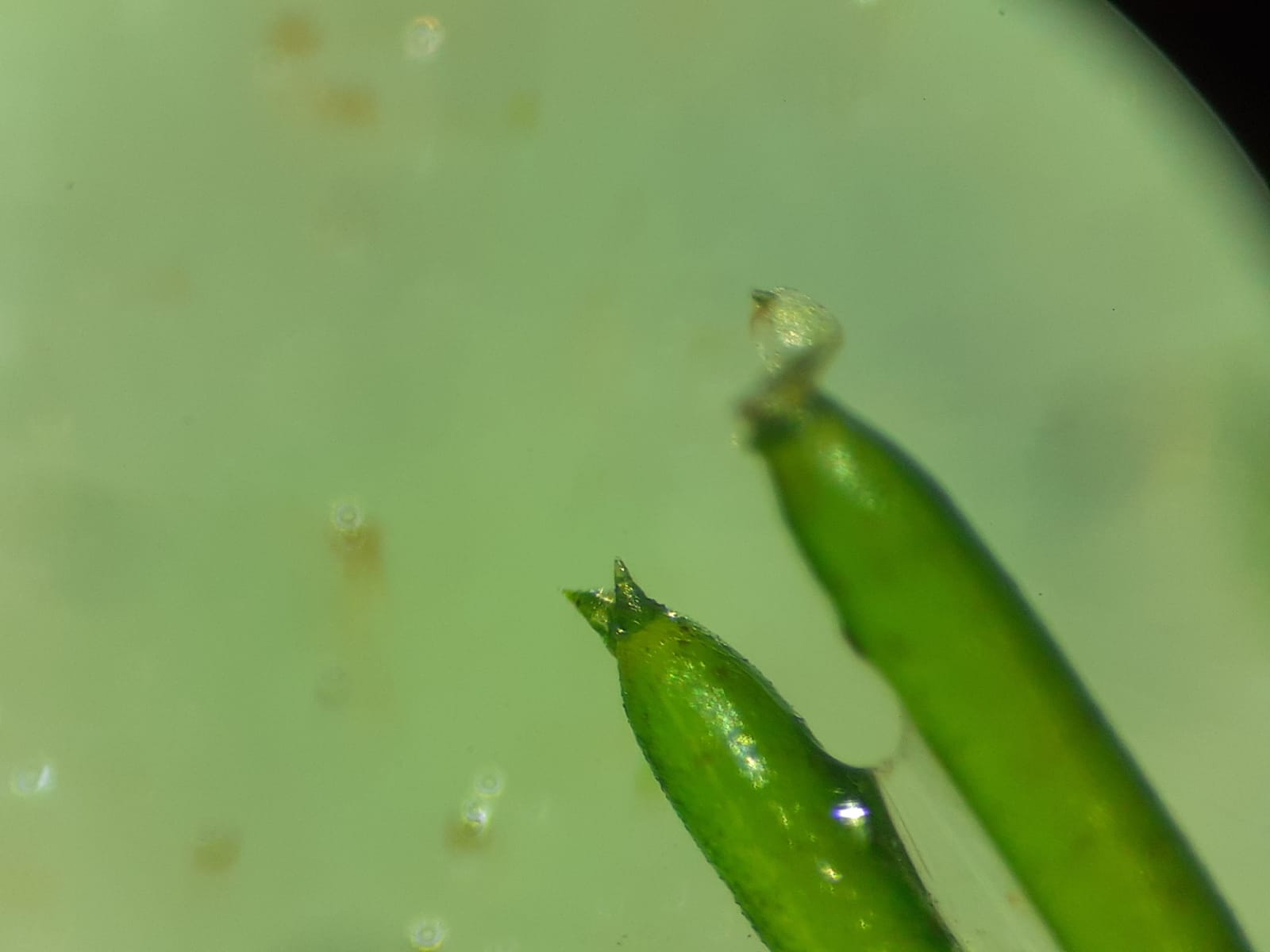 Nitella transluscens