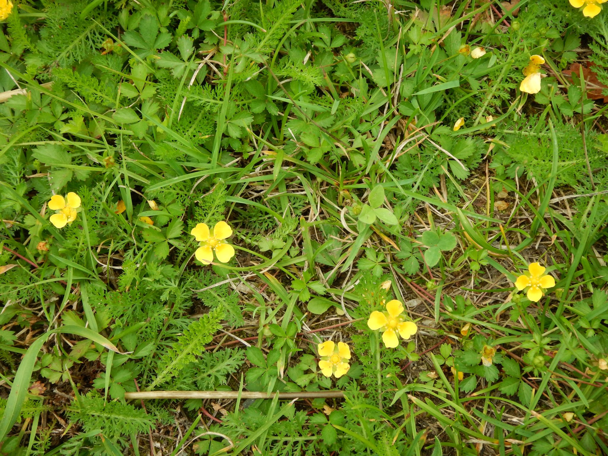 Potentilla anglica - Thomas Bousquet
