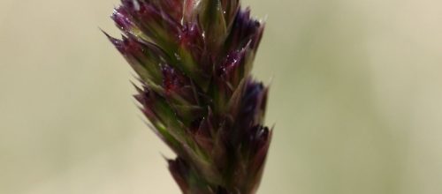 Sesleria caerulea