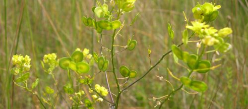 Restauration de la Biscutelle de Tournedos