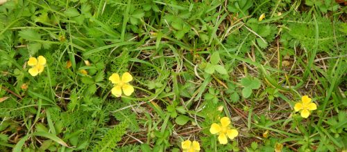 Potentilla anglica - Thomas Bousquet