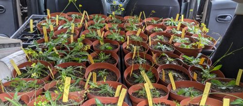 Biscutelle de Neustrie - Bertille Asset