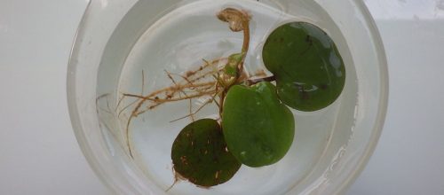 Limnobium laevigatum - Sophie Massu