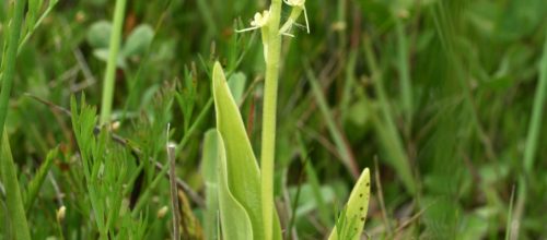 Liparis de Loesel - Thomas Bousquet