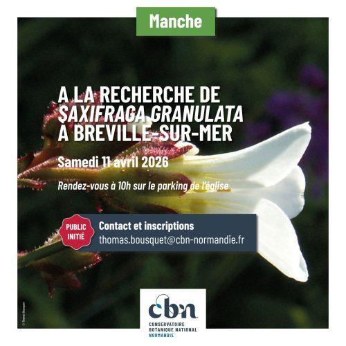 A la recherche de Saxifraga granulata