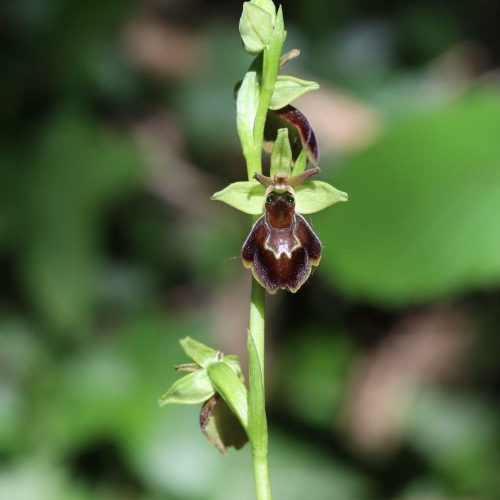 Ophrys hybrida - Thomas Bousquet