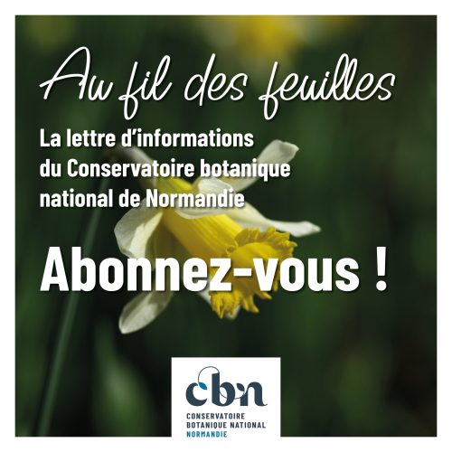 Abonnement lettre d'informations - narcissus