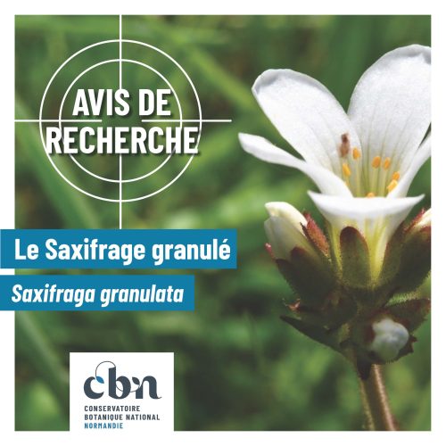 Avis de recherche Saxifraga granuluta