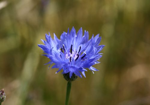 Bleuet des champs - Thomas Bousquet
