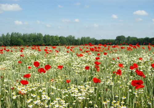 Culture de céréales et messicoles - Juliette Waymel