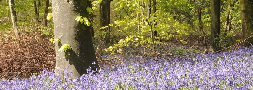 Hêtraie à Jacinthe des bois - Hortus2000 (Wikipédia)