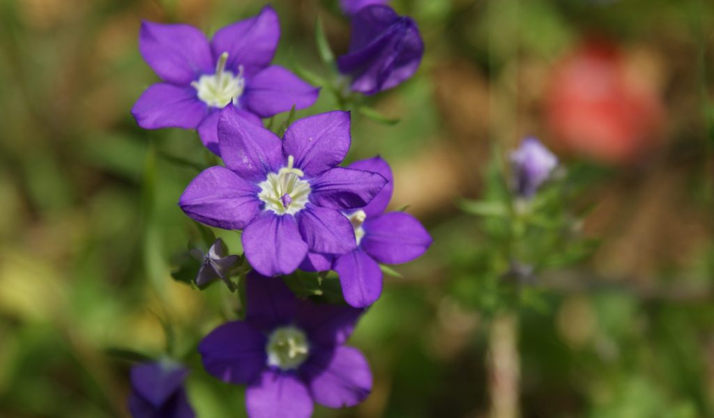 Miroir de Vénus - Juliette Waymel