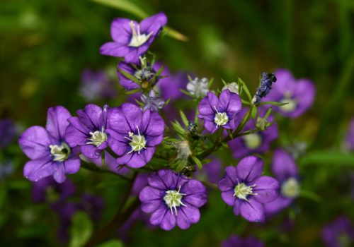 Miroir de Vénus - Thomas Bousquet