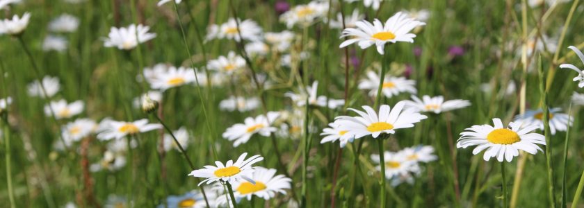 Marguerites - Clémence Henderyckx