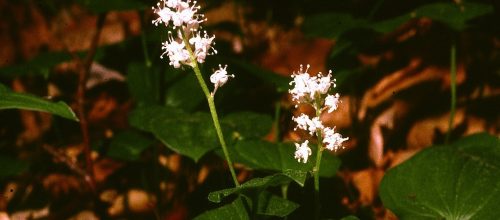 Maianthemum bifolium (L.) F.W. Schmidt_Forêt de la Londe(76) hêtraie sur solsablonneux au N de la voie ferrée, 1km au SE du "Petit Pays" (183.3-494.8)_30 mai 1989.