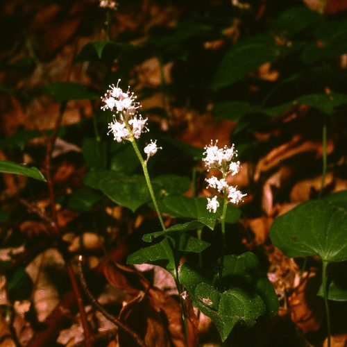 Maianthemum bifolium (L.) F.W. Schmidt_Forêt de la Londe(76) hêtraie sur solsablonneux au N de la voie ferrée, 1km au SE du "Petit Pays" (183.3-494.8)_30 mai 1989.