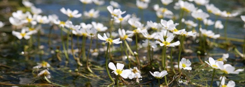 Herbier à renconcules - Clémence Henderyckx