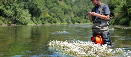 Suivi des macrophytes - Clémence Henderyckx