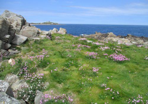 Pelouse_littorale_Hague