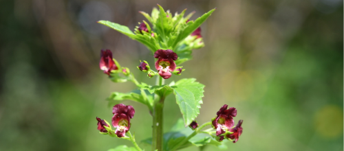 Scrofulaire voyageuse