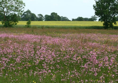 Prairie humide - Thomas Bousquet