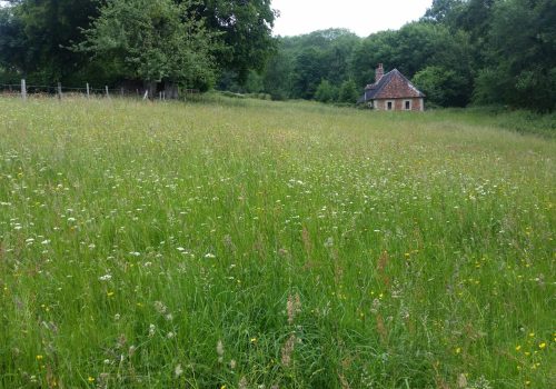 Prairie dans le Pays d'Auge - Thomas Bousquet