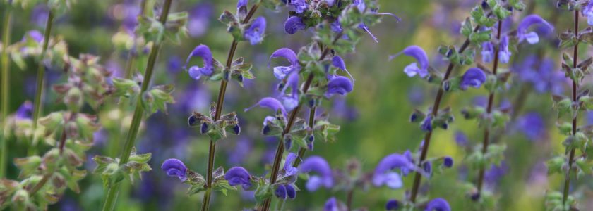 Sauge des prés - Clémence Henderyckx