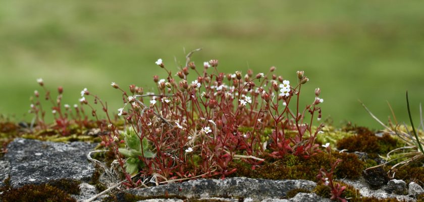 Saxifraga tridactylites