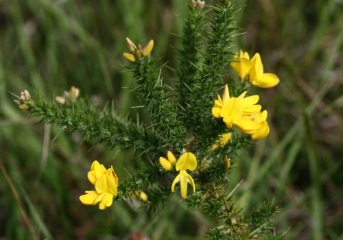 Ajonc nain - Thomas Bousquet