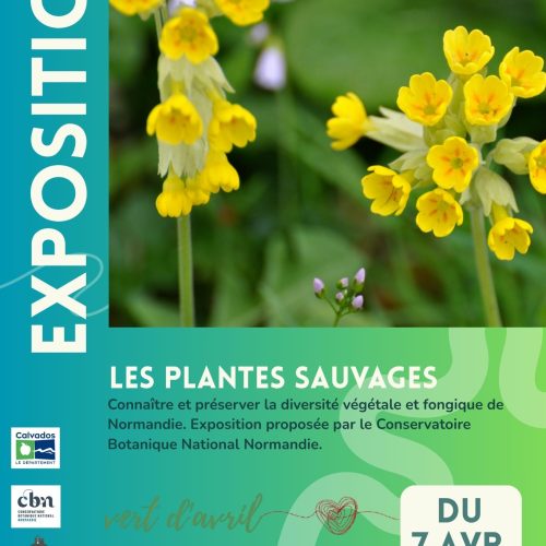 Exposition plantes sauvages Calvados
